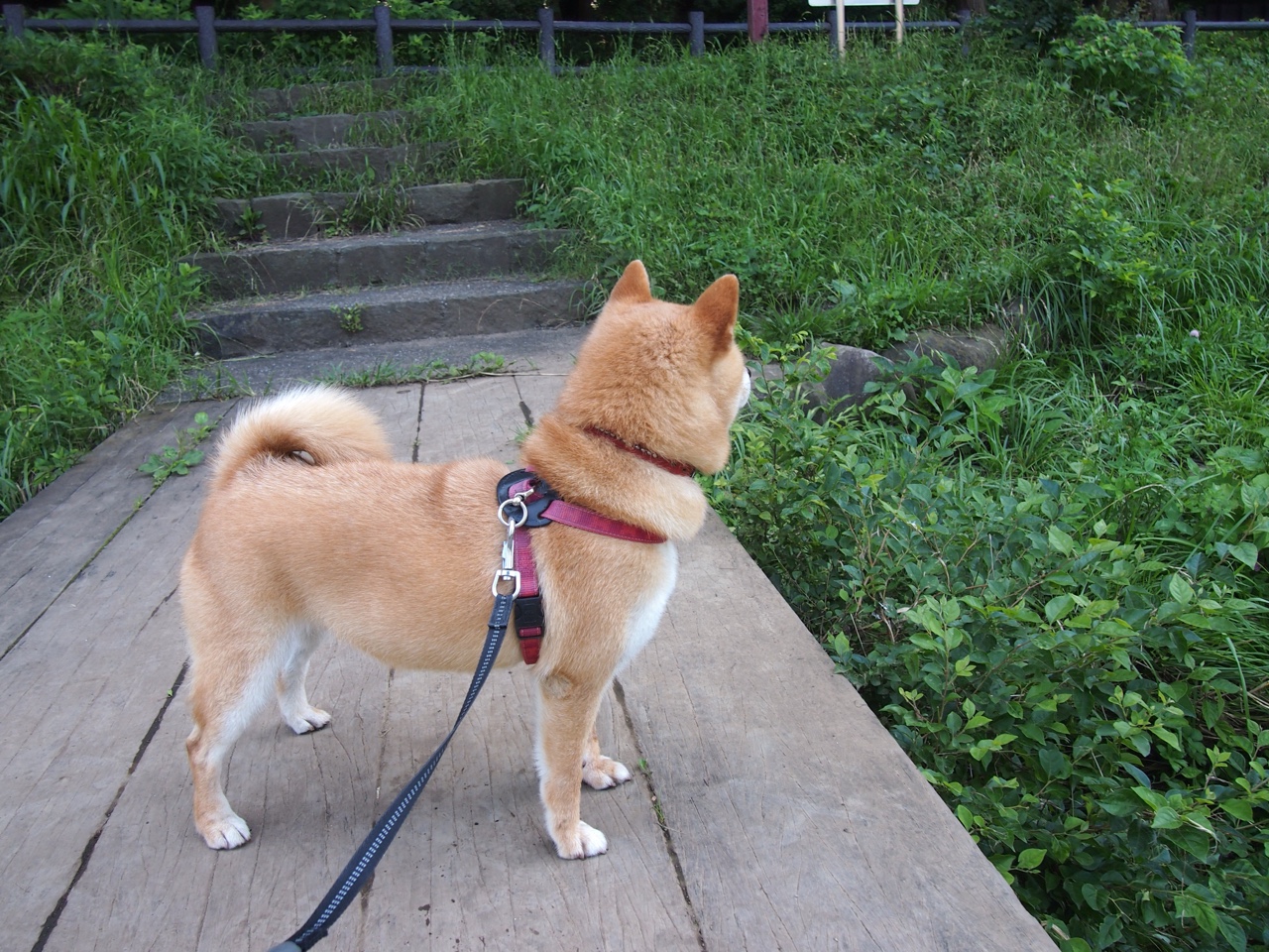 开云体育app-解锁红牛新引擎，托尼在莱比锡对阵爱尔兰的焦点战中证明自己