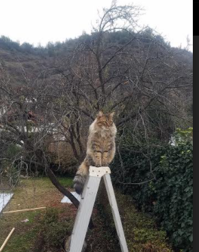 一节定江山，灰熊单节奇袭拉开奇才，字母哥化身关键先生