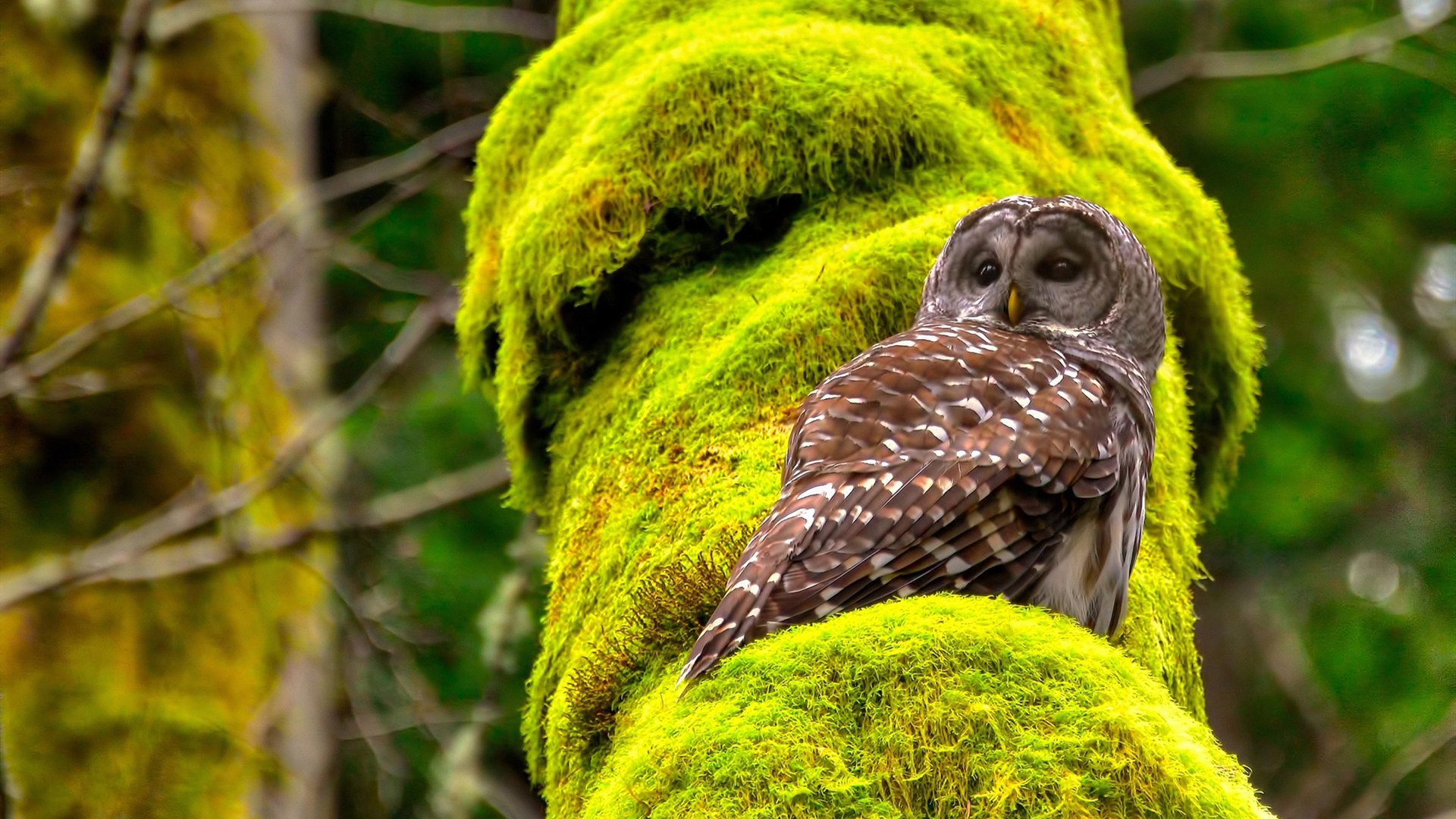 东方浪潮席卷欧洲，中国青年军一波流带走皇家社会，贝林厄姆临危受命成关键先生