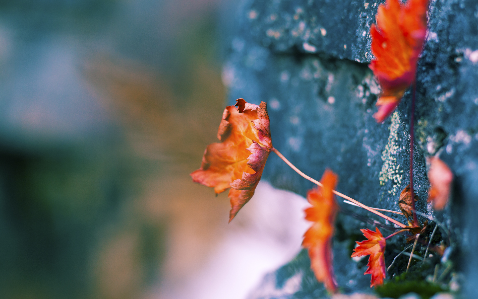 赛道上的碰撞,禁区内的利刃,F1揭幕战与足球之夜的意外共鸣