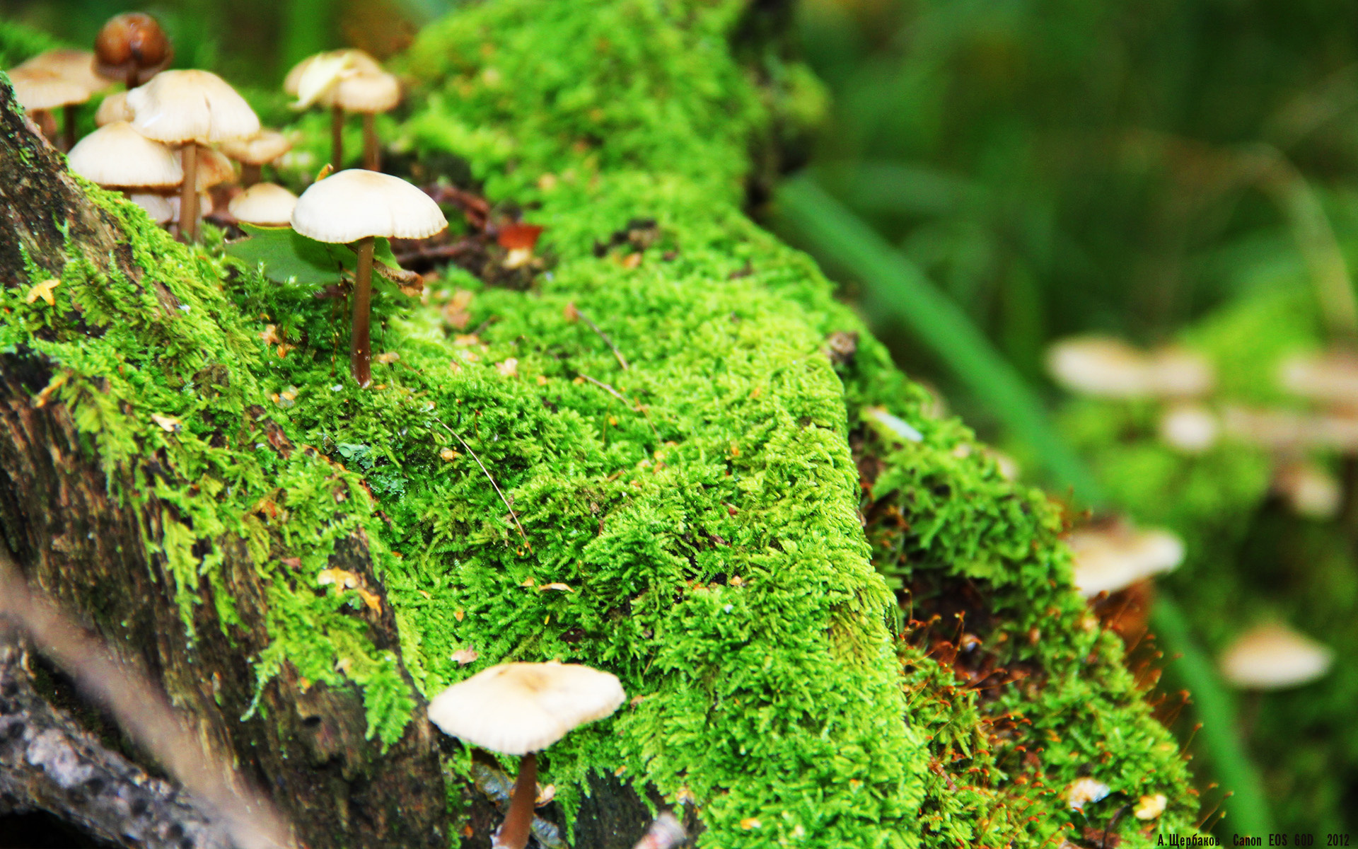 开云体育APP下载-赛道诗人与永不妥协的引擎，F1街道赛之夜的灵魂独奏