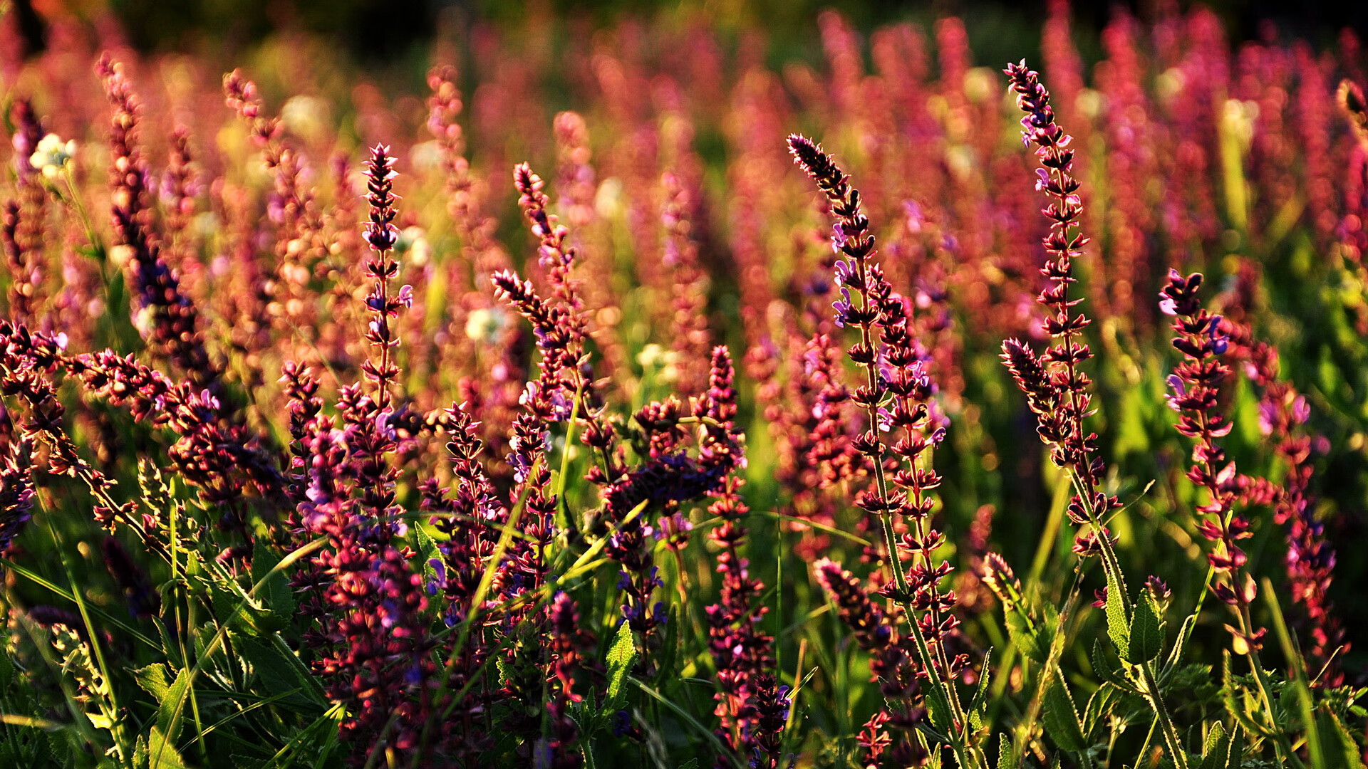 双线辉煌,墨西哥足球横扫曼城,法比尼奥F1街道赛主宰赛道