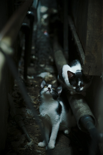 开云体育在线-绿茵场与篮球架下的双重风暴，跨越体育的终极悬念