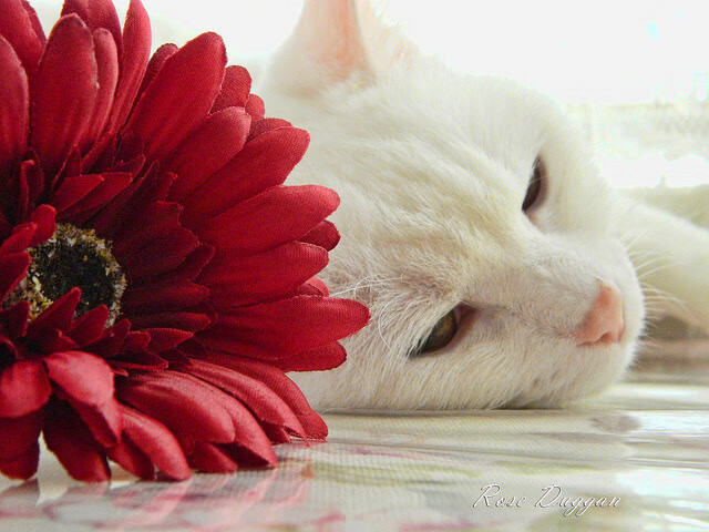 开云体育中国-掘金粉碎公牛，当马克西在季后赛的废墟上重建秩序