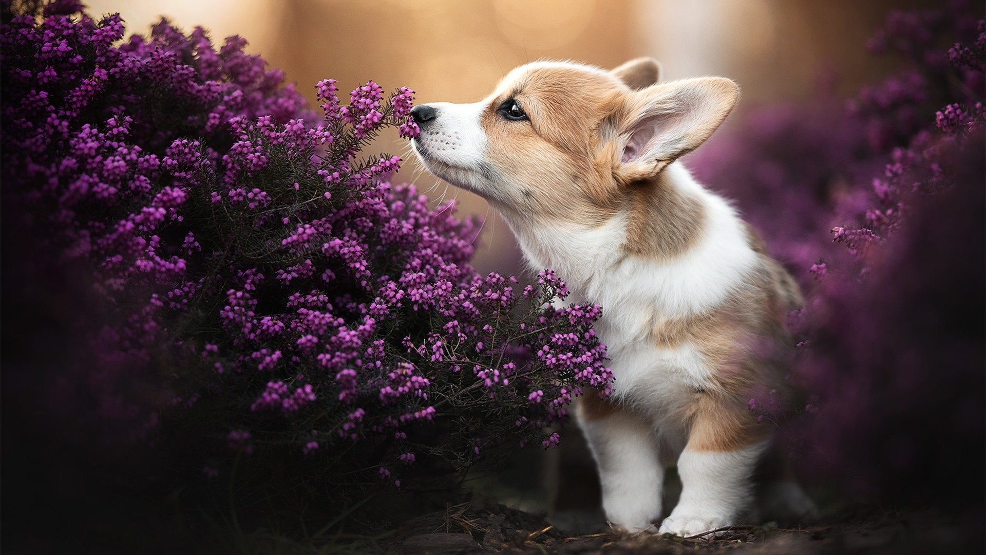 开云体育APP下载-跨洋巨兽对决！辽宁挑战骑士 德罗赞上演血色浪漫