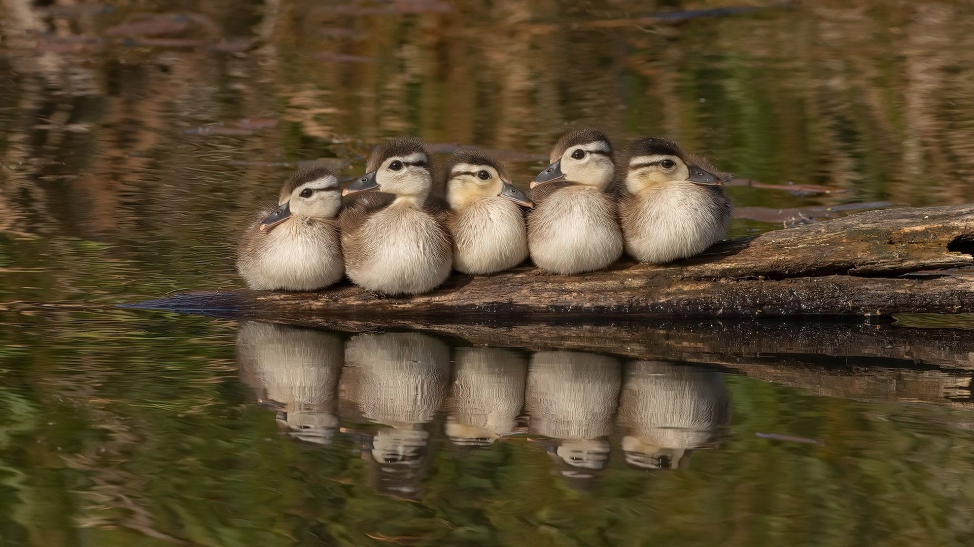 开云体育-硬仗之魂，当阿拉巴以血筑墙，安哥拉用团结击碎喀麦隆的叹息