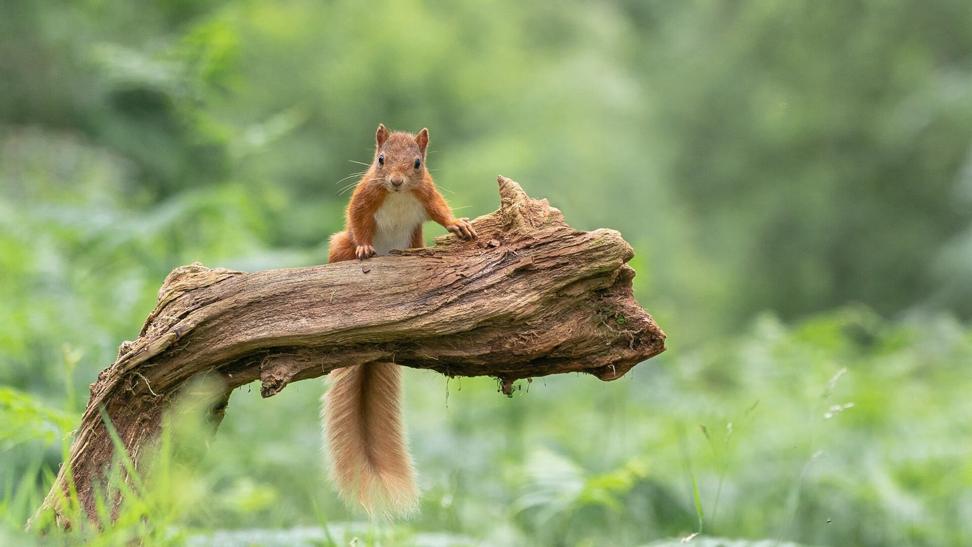 灰熊烈焰焚天，猛龙防线溃败—NBA总决赛焦点战深度解析