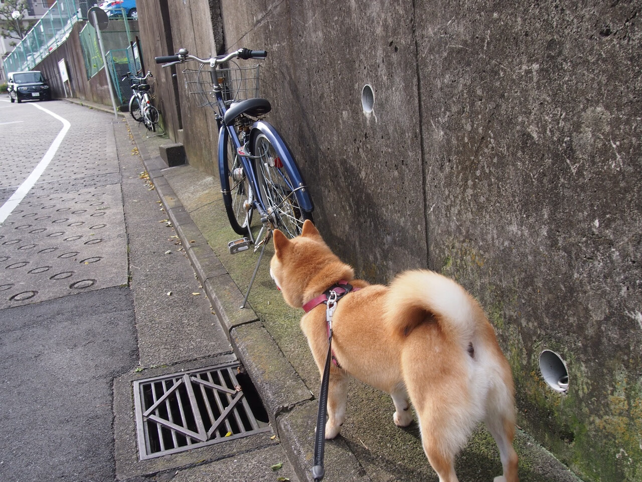 开云sport-当巨人遇见刺客，新西兰战日本，阿尔瓦雷斯与他的硬仗哲学