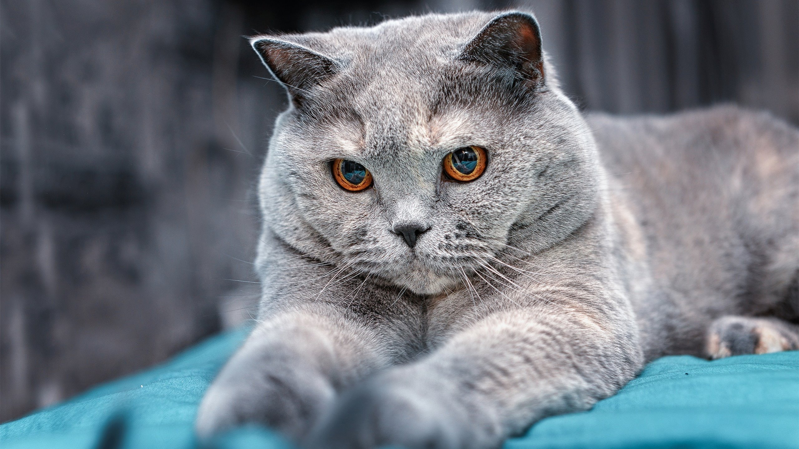 开云体育APP下载-数字战场，雄鹿铁骑的节奏枷锁，与布伦森王的全域统治